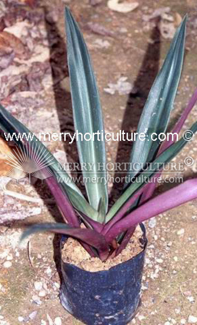 Rhoeo spathocea 'discolour'